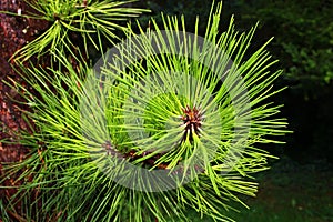 Vivid green needles of Pitch Pine coniferous tree, latin name Pinus Rigida, growing directly from wet trunk.