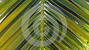 Vivid green palm leaf frond set against a clear blue sky.