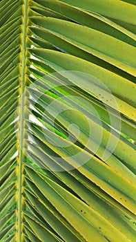 Vivid green palm leaf frond set against a clear blue sky.