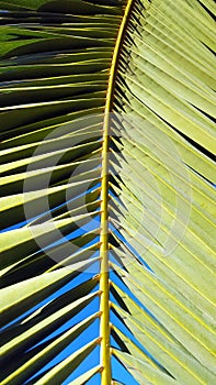 Vivid green palm leaf frond set against a clear blue sky.