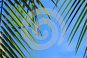 vivid green palm leafs in very colourful blue sky