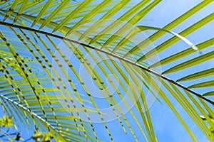 vivid green palm leafs in very colourful blue sky