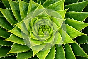 Vivid Green Spiral Aloe Plant photo