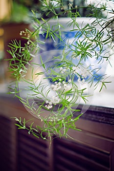 Vivid Green Spiral indoor Plant