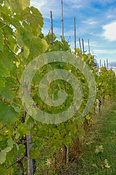 Vivid green vines in autumn, typical vineyard of Chianti region, verdant  leaves on close-up