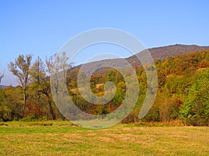 Vivid green yellow orange autumn fall in the park forest, hills and mountains.TTrees, shrubs, bushes, , welcome sunny autumn mood