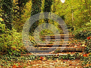 Vivid green yellow orange autumn fall in the park forest and a small path covered with dried tree leaves. Stone stairs.