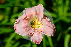 Vivid  Hemerocallis Pink Playmate Daylily, Lilium or Lily plant in a British cottage style garden in a sunny summer day, beautiful