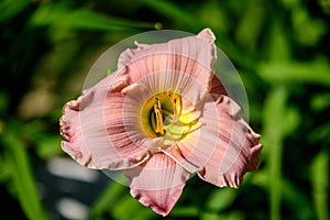 Vivid Hemerocallis Pink Playmate Daylily, Lilium or Lily plant in a British cottage style garden in a sunny summer day, beautiful photo