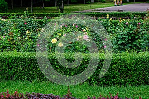 Vivid landscape in Alexandru Buia Botanical Garden from Craiova in Dolj county, Romania, with flowers, grass and large green tres