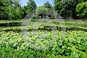 Vivid landscape in Nicolae Romaescu park from Craiova in Dolj county, Romania, with lake, waterlillies and large green tres in a