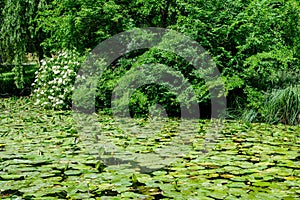 Vivid landscape in Nicolae Romaescu park from Craiova in Dolj county, Romania, with lake, waterlillies and large green tres in a