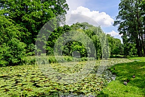 Vivid landscape in Nicolae Romaescu park from Craiova in Dolj county, Romania, with lake, waterlillies and large green tres in a