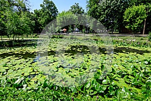 Vivid landscape in Nicolae Romaescu park from Craiova in Dolj county, Romania, with lake, waterlillies and large green tres in a