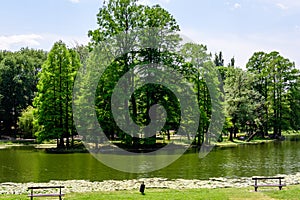 Vivid landscape in Nicolae Romaescu park from Craiova in Dolj county, Romania, with lake, waterlillies and large green tres in a