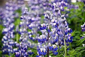 Vivid Lupines