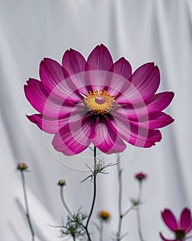 Vivid magenta cosmos flower on white backdrop