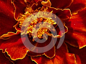 Vivid Marigold Detail: Detailed view of marigold petals rich reds and yellows pop. Uses: Artistic reference, scientific photo