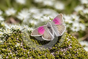 Vivid moth resting on a delicate edelweiss in the Alps, crisp detailed shot. AI generated.