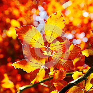 Vivid orange autumn leaves