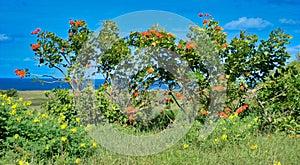 Vivid Orange Color Coral Tree Flowe photo