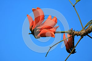 Vivid Orange Color Coral Tree Flower Blooming against Vibrant Blue Clear Sky of Easter Island, Chile photo