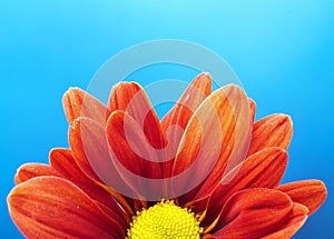 Vivid Orange Flower on Blue background