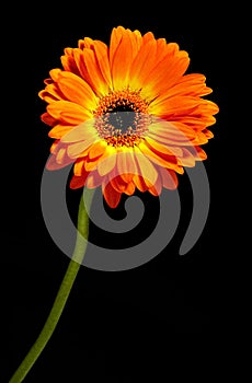 Vivid orange Gerbera daisy