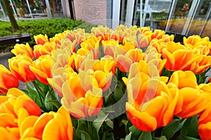 Vivid Orange Royal Tulip