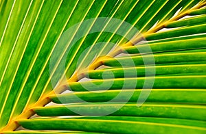 Vivid palm leaf