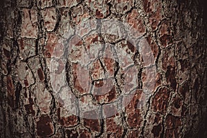 Vivid pine bark background, close-up. Natural texture pine skin. Relief texture of tree trunk for publication