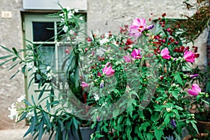 Vivid pink blooms adorn rustic stone facade.