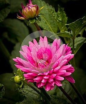 Vivid Pink Dahlia Flower Blooming in Garden