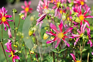 Vivid pink dahlia flowers flowering outdoors in botanical park, red dahlia flowers growing in sunny day in autumn time