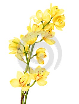 Vivid pink dendrobium orchid isolated on white background.