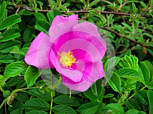 Vivid Pink Dog-Rose - Rosa Canina