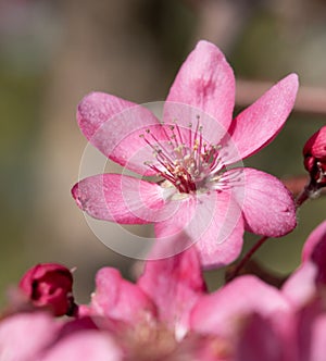 Vivid Pink Flower Close-Up