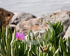 Vivid Pink flower and green foliage near rocky ocean shoreline