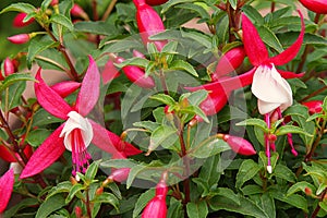 Vivid pink Fuchsia Bella Evita. photo