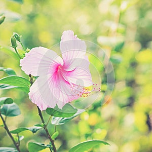 Vivid pink hibicus is blooming