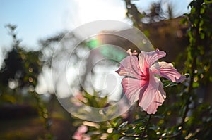 Vivid pink hibicus is blooming