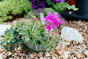 Vivid Pink Lewisia Blooming in Rocky Soil