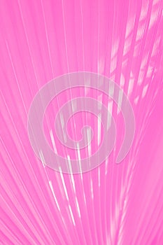 Vivid pink magenta corrugated palm leaf pattern background