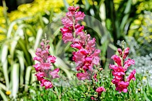 Vivid pink magenta dragon flowers or snapdragons or Antirrhinum in a sunny spring garden, beautiful outdoor floral background phot