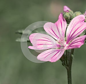 Vivid Pink Malva Flower Close-Up