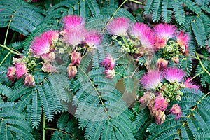 Vivid pink mimosa pudica flowers and green leaves in a garden in a sunny summer day, beautiful outdoor floral background