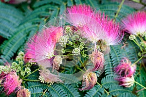 Vivid pink mimosa pudica flowers and green leaves in a garden in a sunny summer day, beautiful outdoor floral background