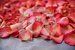 Vivid pink red rose petals scattered isolated on grey background. Wedding Bridal Valentines Women`s Day celebration. Close-up