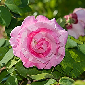 Vivid pink rose flower on green leaves background