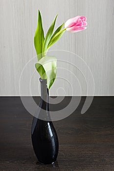 Vivid pink tulip in the vase